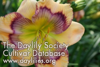 Daylily Believing in Design